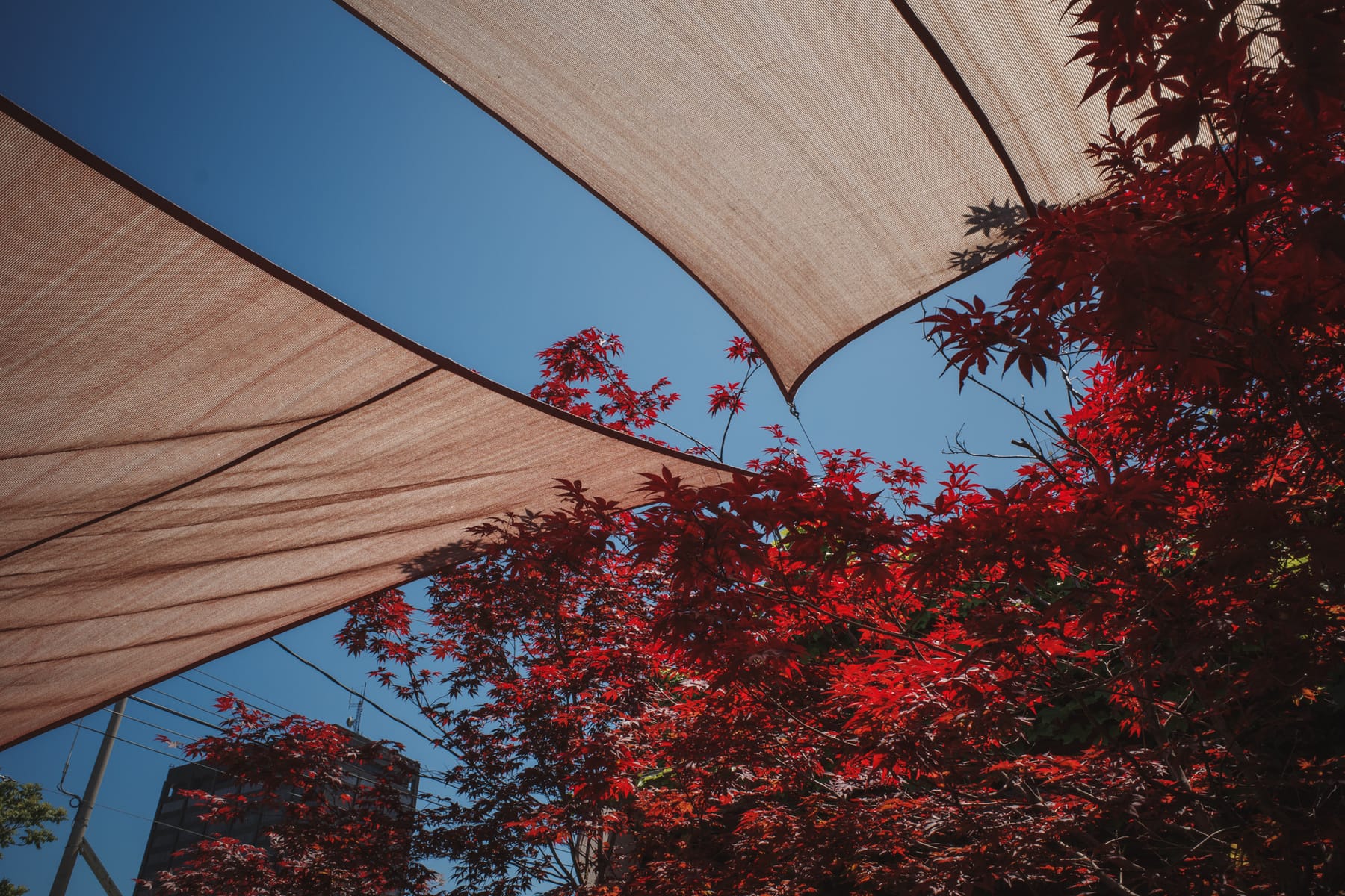 Japanese maples and canvas awnings.
