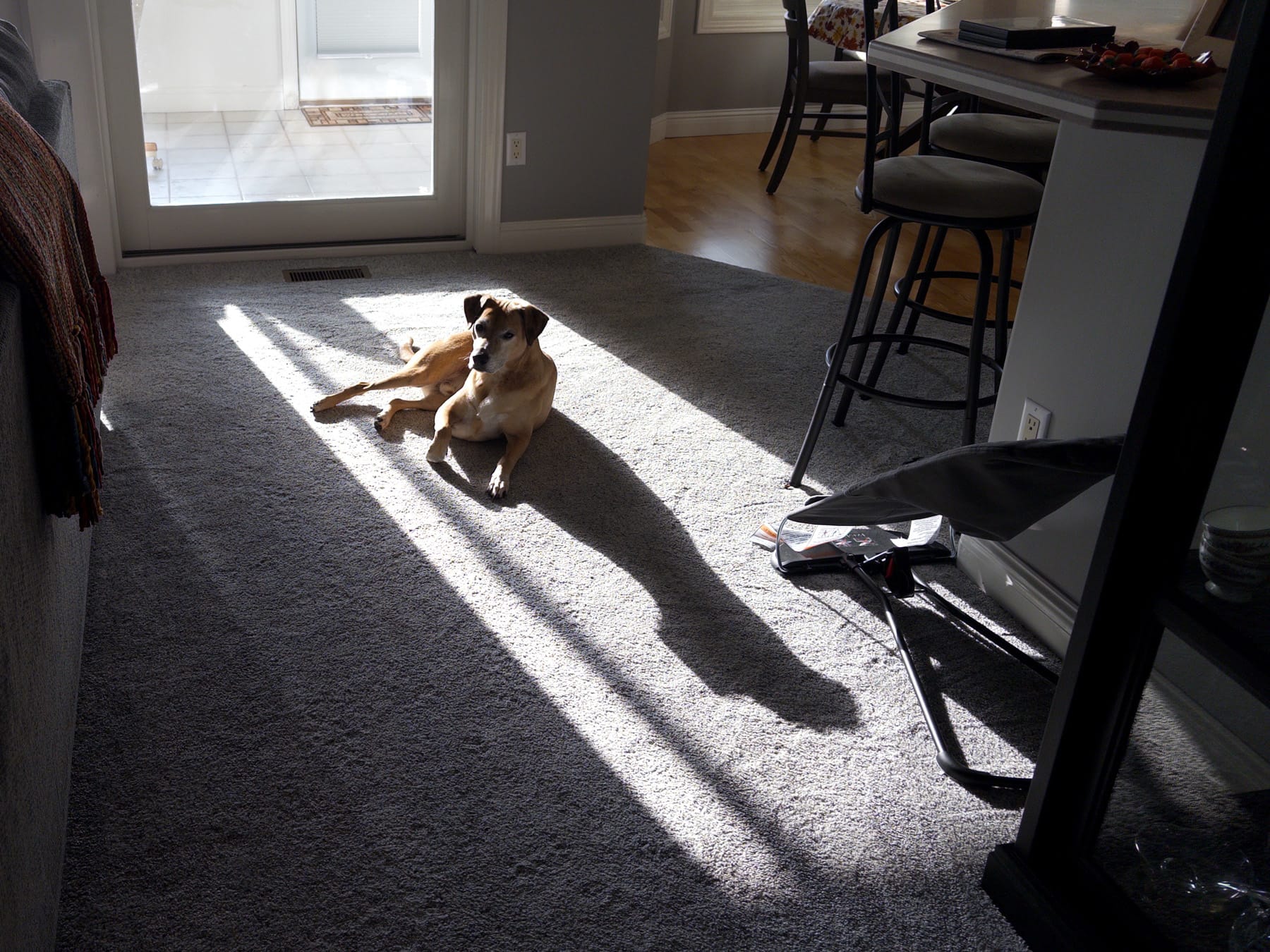 Matisse lying on carpet floor, low winter light casting long dark shadow.