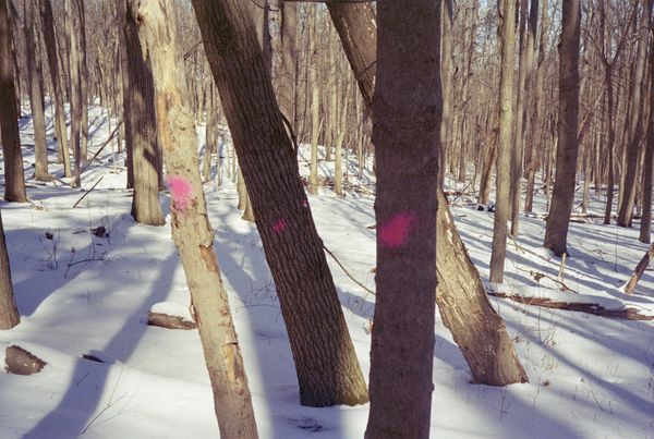 Trees in snowy woods, three tagged with pink spray paint.