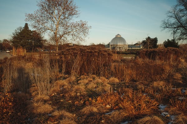 Wintry native plants at golden hour, newly-reopened conservatory in background.