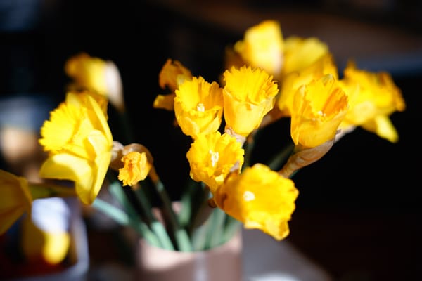 A vase with daffodils, almost in full bloom, glowing in the afternoon light.