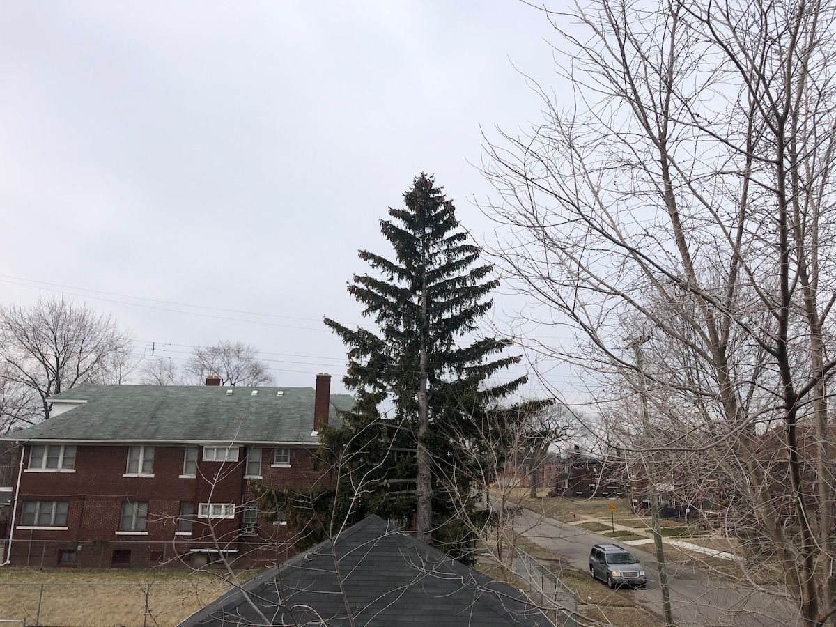 Residential sky. Tall pine tree.